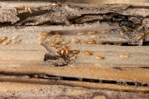 Best Bed Bug Extermination  in Five Points, FL