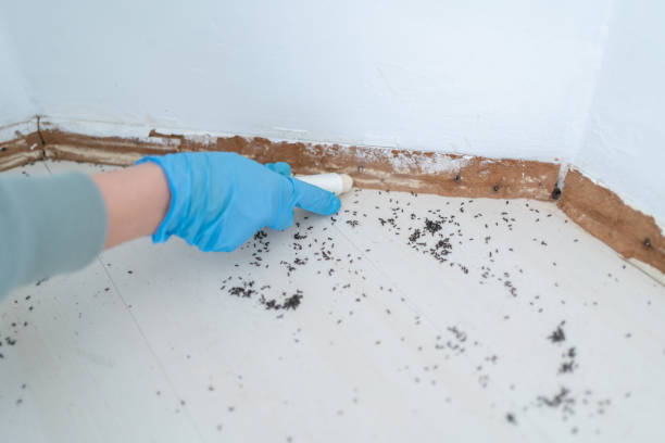 Best Mosquito Control Services  in Five Points, FL